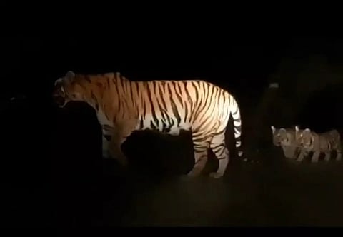 கடம்பூர் வனப்பகுதியை பற்றி தவறான வீடியோ வெளியிட்டால்வனச்சட்டத்தின் கீழ் நடவடிக்கை எடுக்கப்படும்