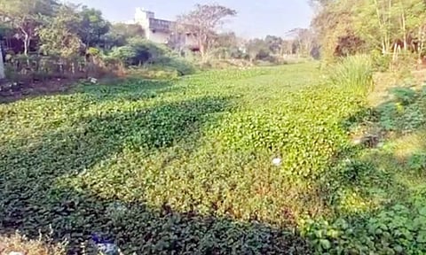 சுக்கானாறில் படர்ந்துள்ள ஆகாயத்தாமரை செடிகள்.