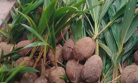 வேளாண் பட்ஜெட்- விவசாயிகளுக்கு இலவசமாக 15 லட்சம் தென்னங்கன்றுகள் வழங்கப்படும்