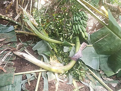 காட்டு யானை சேதப்படுத்திய வாழை மரங்கள்.