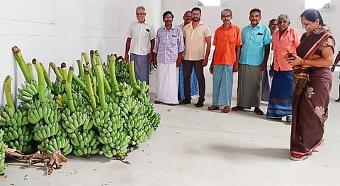 வாழைத்தார் ஏலம் தொடங்கியது