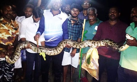 பிடிபட்ட மலைப்பாம்பு வனத்துறையினரிடம் ஒப்படைக்கப்பட்டது.