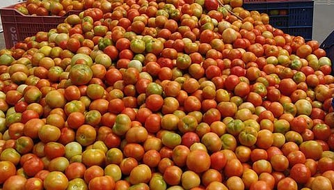 சேலத்தில் தக்காளி விலை வீழ்ச்சி