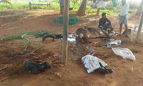  ஒரே பிரசவத்தில் மூன்று கன்றுகள் ஈன்ற பசு மாடு.