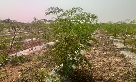 மரக்காணம் அருகே நடுகுப்பம் கிராமத்தில் விவசாயி ஒருவரது நிலத்தில் சொட்டு நீர் பாசனம் மூலம் சாகுபடி செய்யப்பட்டுள்ள முருங்கை.