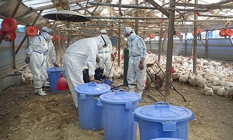 வேகமாக பரவும் பறவைக்காய்ச்சல்: 3.30 லட்சம் கோழிகளை அழிக்கும் ஜப்பான்