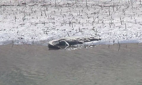 ஆழியாறு அணையில் காணப்பட்ட முதலை- சுற்றுலா பயணிகளுக்கு எச்சரிக்கை