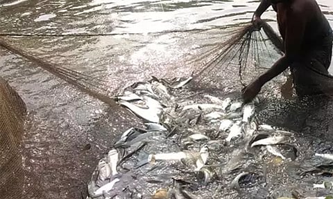 ஸ்ரீபெரும்புதூர் அருகே ஏரி மீன்களை ஏலம் விடுவதில் முறைகேடு- விவசாயிகள் புகார்