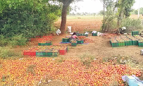 தக்காளிகளை தரம் பிரிக்கும் பணியில் ஈடுபட்டுள்ள விவசாயிகள்.