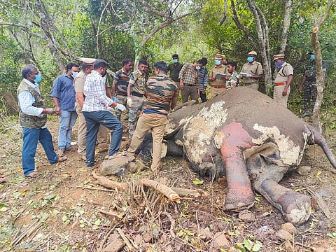 வனப்பகுதியில் இறந்து கிடந்த யானையை வனத்துறையினர் மற்றும் டாக்டர்கள் பார்வையிட்டனர்.