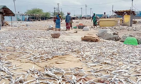கருவாடு காய வைக்கும் பணியில் மீனவர்கள்.