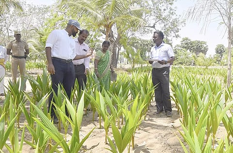 நாற்றங்கால் பண்ணையை கலெக்டர் ஜானிடாம் வர்கீஸ் பார்வையிட்டு ஆய்வு செய்தார்.