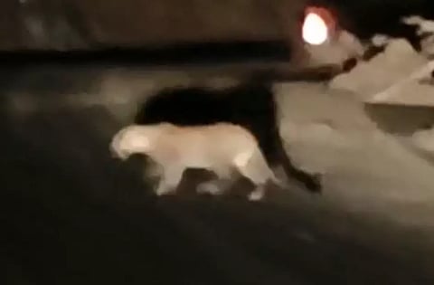 சாலையில் உலா வந்த சிறுத்தை.