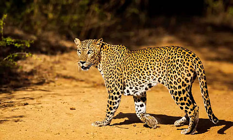 கோப்புப்டம். 