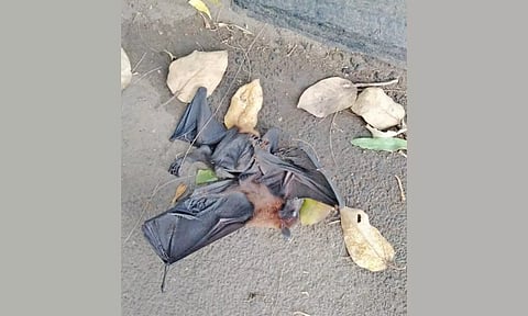 வவ்வால்கள் இறந்து கிடக்கும் காட்சி.