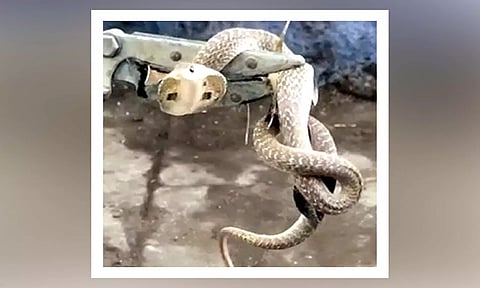 பிடிபட்ட நல்ல பாம்பு.