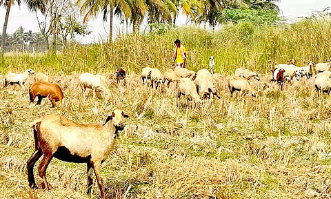 வயலில் ஆட்டுக்கிடை போடப்பட்டுள்ளது.