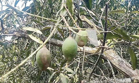 மா மரத்தில் காணப்படும் பூச்சி தாக்குதலால் விளைச்சல் பாதிக்கப்பட்டுள்ளது.