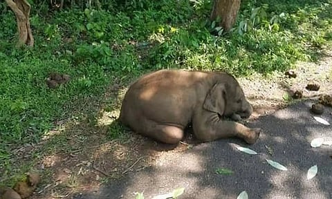இறந்த குட்டியானை.