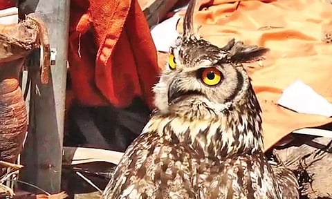 போடியில் பிடிபட்ட வினோத ஆந்தை