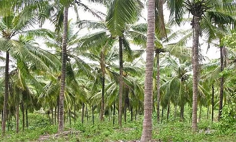 கோப்புபடம்.
