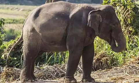 வனத்துறையினருக்கு போக்கு காட்டி வரும் கருப்பன் யானை- 7 முறை மயக்க ஊசி செலுத்தியும் தப்பியது