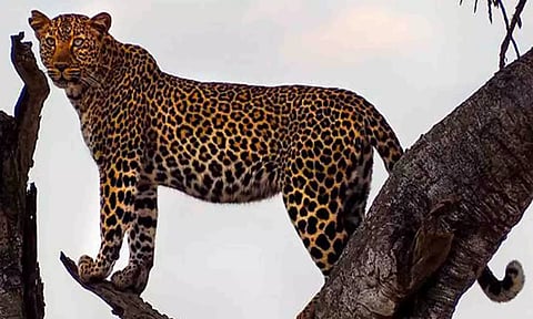 கோப்புபடம்.