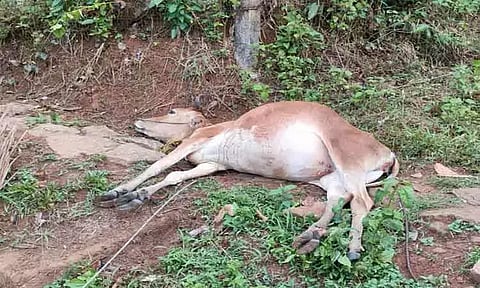 எருமாடு அருகே மின்சாரம் தாக்கி பசுமாடு பலி