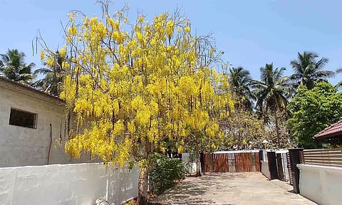 சரக்கொன்றை மலர்கள்.