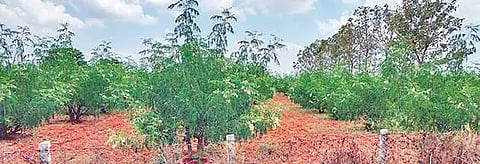 உடன்குடி பகுதியில் மரத்தில் காயும், பிஞ்சுமாக காணப்படும் முருங்கை மரங்களை படத்தில் காணலாம்.