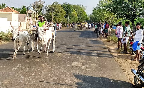 பந்தயத்தில் சீறிச்செல்லும் மாடுகள். 