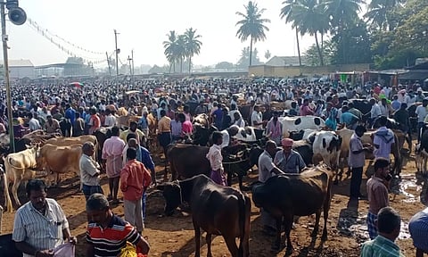 கருங்கல்பாளையத்தில் இன்று மாட்டுச்சந்தை வியாபாரம் விறுவிறுப்பாக நடந்த போது எடுத்த படம்.