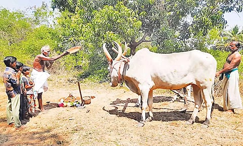 வேங்கராயன்குடிக்காடு கிராமத்தில் நல்லேர் பூட்டும் நிகழ்ச்சி நடைபெற்றது.