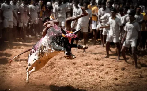பொன்னமராவதி அருகே மஞ்சுவிரட்டு