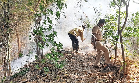மூலிகை மருத்துவ பூங்காவில் ஏராளமான மரங்கள் தீயில் கருகி நாசமாகியது.