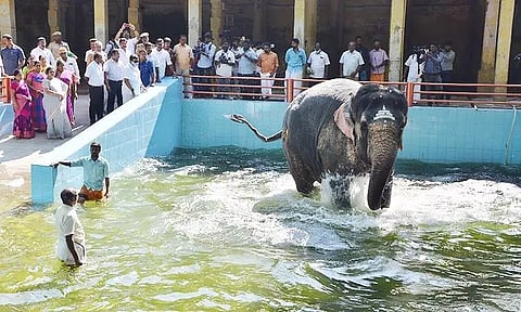 மீனாட்சி அம்மன் கோவில் : தொட்டியில் இறங்கி உற்சாக குளியல் போட்ட பார்வதி யானை
