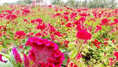 வீராணம் பகுதிகளில் கோழிக்கொண்டை பூ விளைச்சல் அமோகம்
