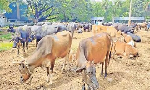 ரூ.1 கோடிக்கு கால்நடைகள் விற்பனை