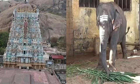 உடல் எடை அதிகரிப்பு: திருப்பரங்குன்றம் கோவில் யானை புத்துணர்வு முகாமுக்கு அனுப்பி வைப்பு
