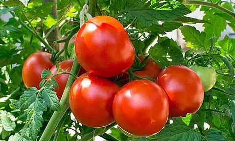 கோப்புபடம்.