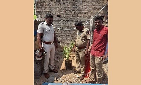 எங்கள் வீட்டில் கஞ்சா செடி வளர்கிறது- மகன் பரப்பிய வீடியோ காட்சியால் சிக்கிய தந்தை