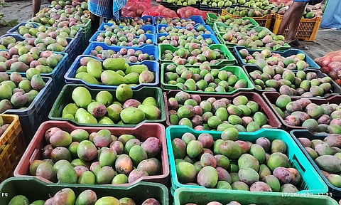 மாங்காய் சீசன் தொடக்கம்