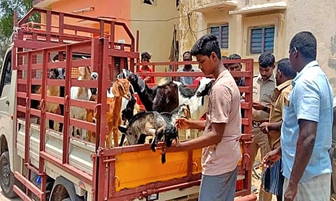 திருடப்பட்ட ஆடுகளை போலீசார் மீட்ட காட்சி.