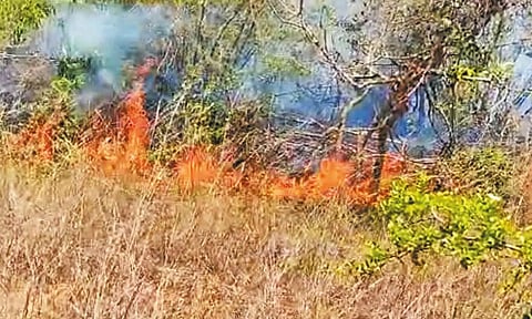 வண்டலூர் அருகே காப்பு காட்டில் செடி, கொடிகள் திடீரென தீப்பிடித்து எரிந்ததால் பரபரப்பு