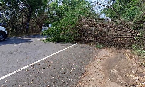 சென்னிமலை-காங்கேயம் ரோட்டில் ரோட்டோர மரங்கள் சாய்ந்தது.