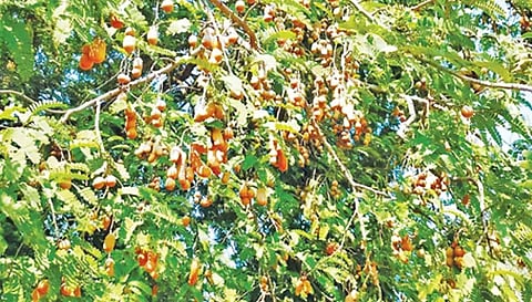 அத்தனுார்பட்டி கிராமத்தில் புளிய மரத்தில் கொத்து கொத்தாக காய்த்துள்ள புளியம் பழங்கள்.