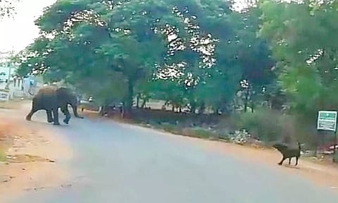 மேட்டுப்பாளையம் அருகே யானையை பார்த்ததும் குரைத்த நாயை விரட்டிய பாகுபலி காட்டு யானை