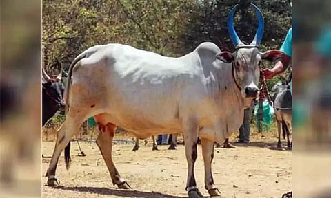 கோப்புபடம். 