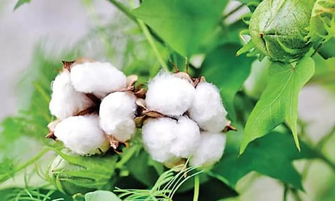 சீர்காழி பகுதியில் பருத்தி சாகுபடி பணிகள் தீவிரம்