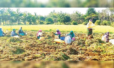குண்டடம் அருகே ஒரு விவசாய தோட்டத்தில் பயிர் செய்யப்பட்ட சின்ன வெங்காய பயிர்களை அறுவடை செய்த போது எடுத்த படம்.